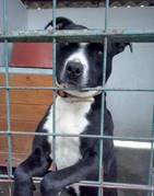 Pepper - vermittelt 08.08.2019: Staffordshire Terrier Mischling, Hündin, geb.  2010/11, bei uns seit Februar 2015