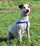 Berri - vermittelt 01.02.2021: Jack Russel Terrier, Rüde, geb.  2013, bei uns seit September 2016