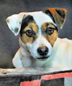 Saffi - vermittelt 24.03.2018: Jack Russel Terrier, Hündin, geb.  Dezember 2014, bei uns seit Februar 2016