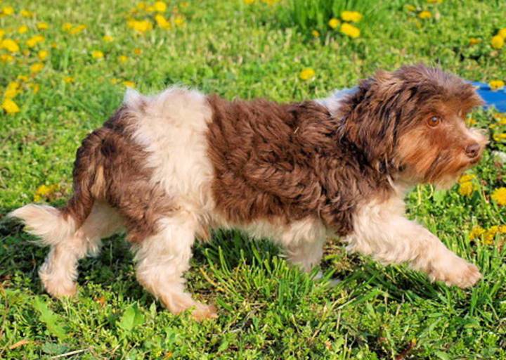 Gucci - vermittelt 24.03.2018: Biro Yorkshire Terrier, Rüde, geb.  April 2012, bei uns seit April 2016
