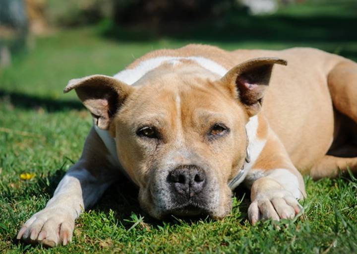 Belli - vermittelt 24.03.2018: American Staffordshire Terrier, Hündin, geb.  2006, bei uns seit Juli 2016