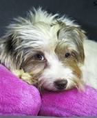 Freya - vermittelt 24.03.2018: Biro Yorkshire Terrier, Hündin, geb.  Februar 2014, bei uns seit August 2016