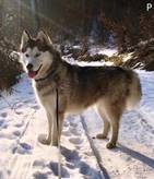 Nika - vermittelt 01.02.2021: Siberian Husky, Hündin, geb.  Oktober 2014, bei uns seit Jänner 2017