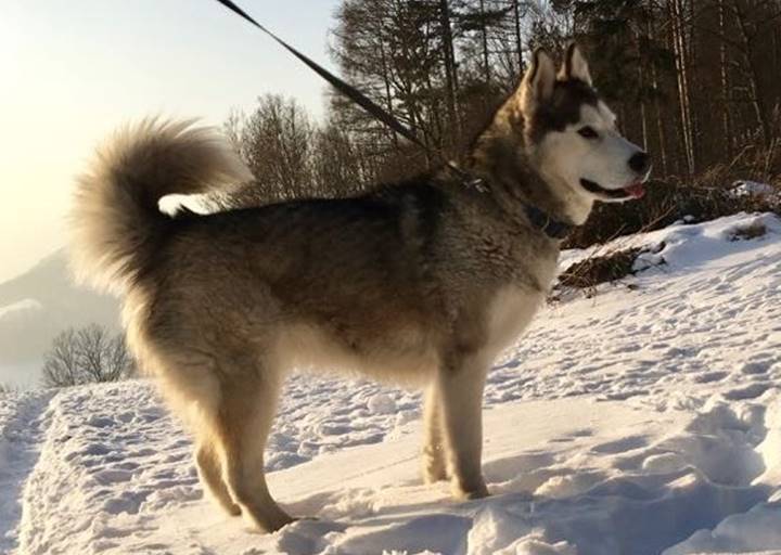 Nika - vermittelt 01.02.2021: Siberian Husky, Hündin, geb.  Oktober 2014, bei uns seit Jänner 2017