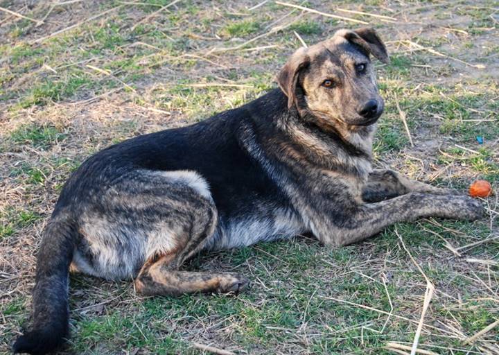Rudi - vermittelt 24.03.2018: Schäferhund Mischling, Rüde, geb.  September 2016, bei uns seit März 2017