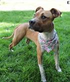Amy - vermittelt 24.03.2018: American Staffordshire Terrier Mischling, Hündin, geb.  3. 09. 2016, bei uns seit Jänner 2017