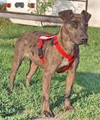 Merla - vermittelt 24.03.2018: American Staffordshire Terrier Mischling, Hündin, geb.  August 2016, bei uns seit November 2016