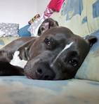 Amy - Notfall - vermittelt 01.02.2021: American Staffordshire Terrier, Hündin, geb.  4. 9. 2016, bei uns seit Juni 2017