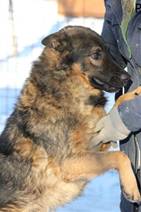 Bogra - vermittelt 24.03.2018: Schäferhund, Rüde, geb.  ca. 7 Jahre, bei uns seit Mai 2013