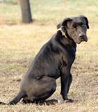 Bully - vermittelt 24.03.2018: American Staffordshire Terrier Mischling, Rüde, geb.  Februar 2012, bei uns seit Jänner 2013