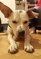 Desire - vermittelt 24.03.2018: American Staffordshire Terrier Mischling, Hündin, geb.  2. 10. 2012, bei uns seit Jänner 2014