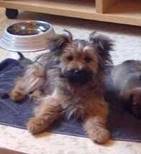 Irmi - vermittelt 24.03.2018: Yorkshire Terrier Mischling, Hündin, geb.  November 2013, bei uns seit April 2014