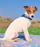 Zippy - vermittelt 24.03.2018: Jack Russel Terrier, Rüde, geb.  8. 10. 2012, bei uns seit Dezember 2013