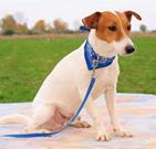 Zippy - vermittelt 24.03.2018: Jack Russel Terrier, Rüde, geb.  8. 10. 2012, bei uns seit Dezember 2013