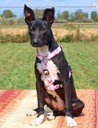 Sarabi - vermittelt 24.03.2018: American Staffordshire Terrier Mischling, Hündin, geb.  März 2014, bei uns seit August 2014