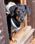 Gidget - vermittelt 24.03.2018: Dackel-Terrier Mischling, Hündin, geb.  10. 12. 2013, bei uns seit Juli 2014