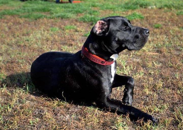 Bully - vermittelt 24.03.2018: American Staffordshire Terrier Mischling, Rüde, geb.  2009, bei uns seit Oktober 2014