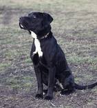 Bully - vermittelt 24.03.2018: American Staffordshire Terrier Mischling, Rüde, geb.  2009, bei uns seit Oktober 2014