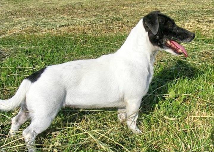 Gipsy - vermittelt 24.03.2018: Jack Russel Terrier, Hündin, geb.  2009/10, bei uns seit Oktober 2014