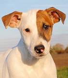 Janko - vermittelt 24.03.2018: Jack Russel Terrier, Rüde, geb.  19. 06. 2014, bei uns seit November 2014