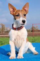 Penny - vermittelt 24.03.2018: Jack Russel Terrier, Hündin, geb.  20. 05. 2014, bei uns seit November 2014