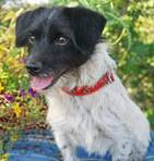 Dorina - vermittelt 24.03.2018: Jack Russel Terrier Mischling, Hündin, geb.  2012, bei uns seit November 2014