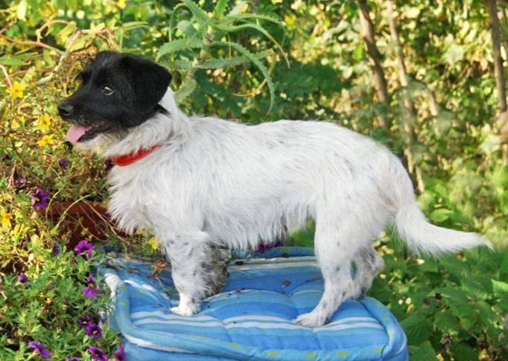 Dorina - vermittelt 24.03.2018: Jack Russel Terrier Mischling, Hündin, geb.  2012, bei uns seit November 2014