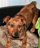 Trollie - vermittelt 24.03.2018: Dackel-Terrier Mischling, Rüde, geb.  2012/13, bei uns seit November 2014