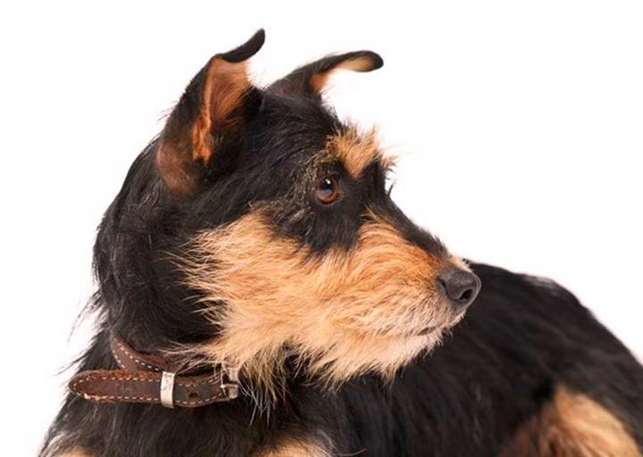 Ruta - vermittelt 24.03.2018: Dackel-Terrier Mischling, Hündin, geb.  2012, bei uns seit Dezember 2014