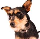 Ruta - vermittelt 24.03.2018: Dackel-Terrier Mischling, Hündin, geb.  2012, bei uns seit Dezember 2014