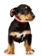 Rusty - vermittelt 24.03.2018: Dackel-Terrier Mischling, Rüde, geb.  September 2014, bei uns seit Jänner 2015