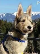 Terry - vermittelt 24.03.2018: Terrier Mischling, Hündin, geb.  November 2014, bei uns seit Mai 2015