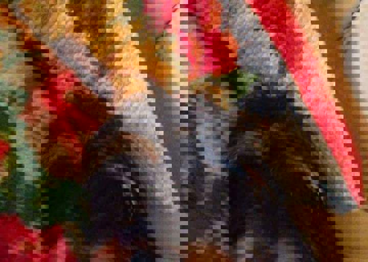 happy_14988515142017-05-25 21.13.45.jpg