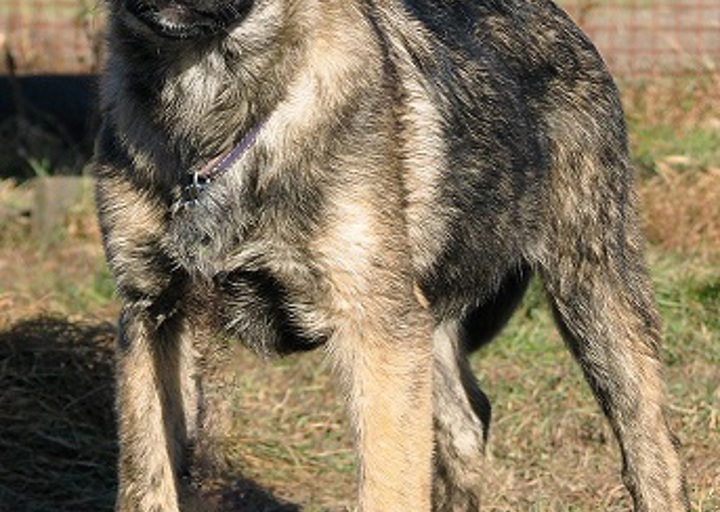 happy_1491157870Shaba (2).jpg