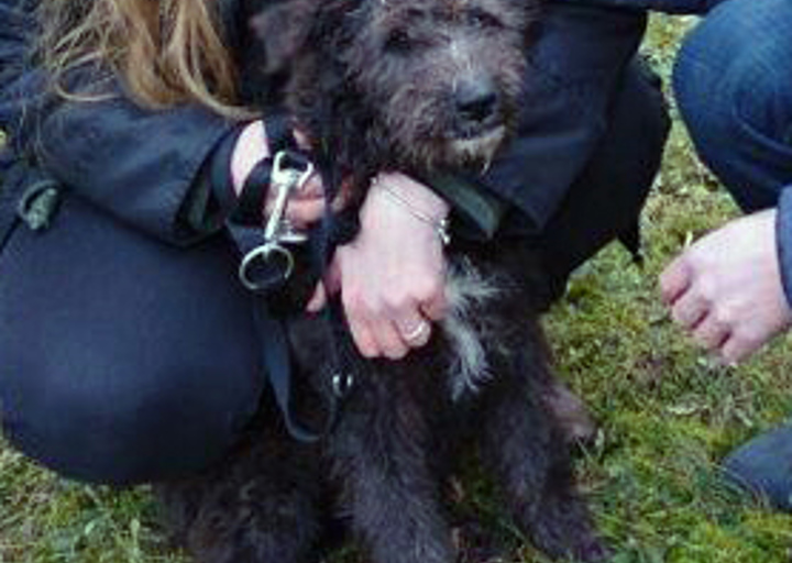 happy_1484771163Lovasbereny 17. Dezember 2016 (Luigi).jpg