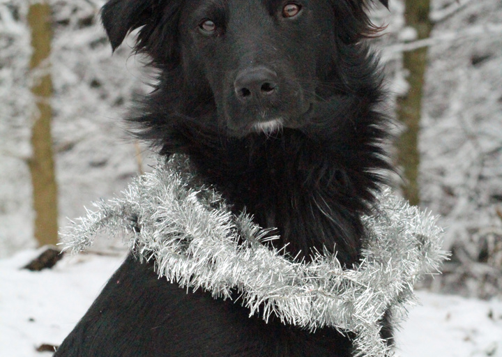 happy_1482852966weihnachten felix.jpg