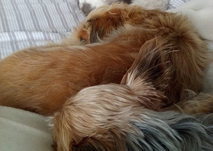 happy_1479665884Miró und seine Geschwister.jpg