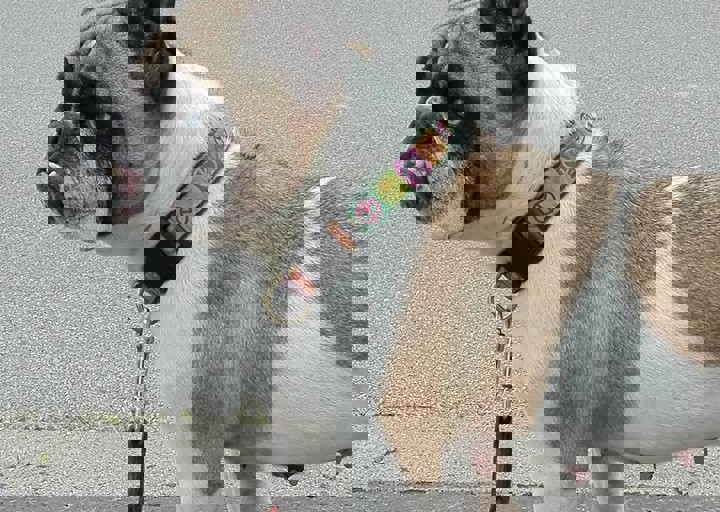 happy_1462476118denise in the hood.jpg