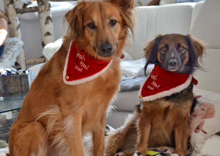 happy_1451156150Foto 1.jpg