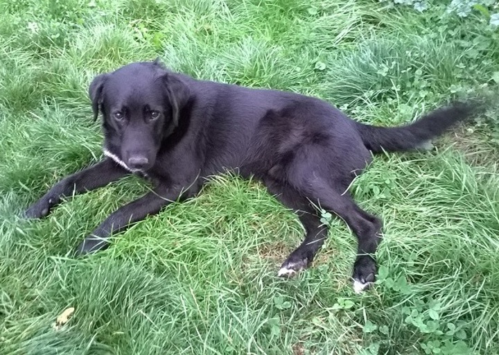 happy_1443191891Black Jack_2.jpg