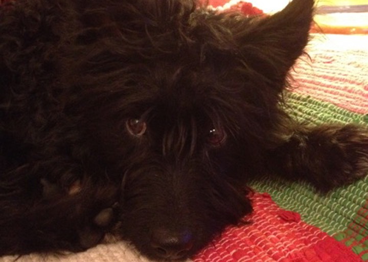 happy_143145603617.11.14 001.jpeg