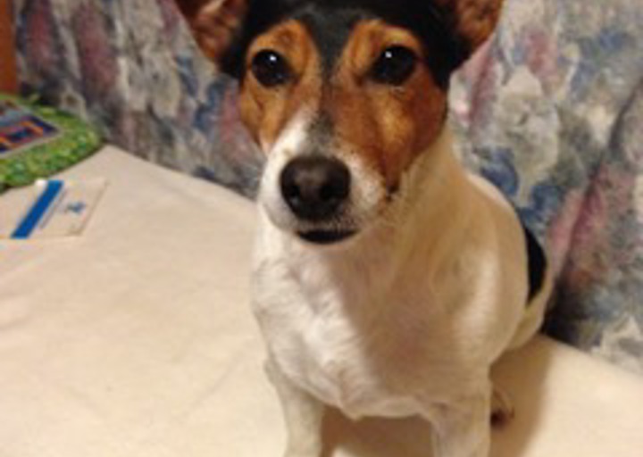 happy_1431115868Erst mit Frauchen reden.jpeg