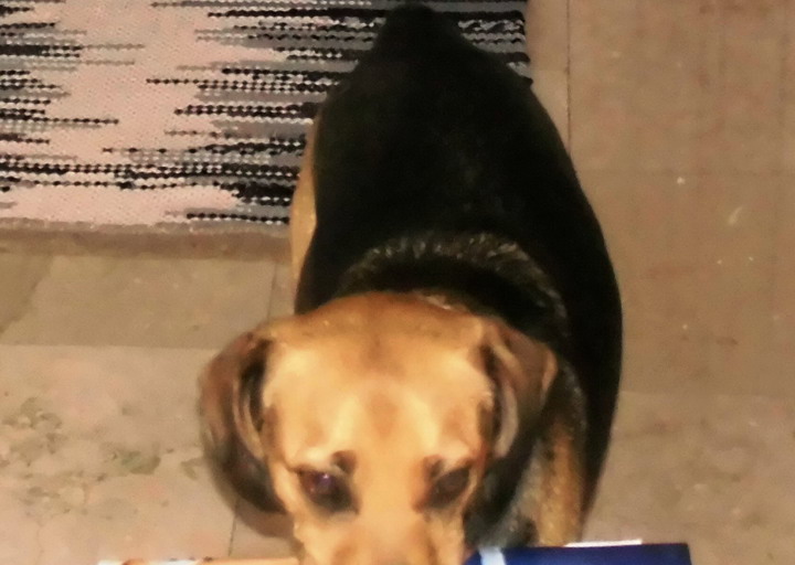 happy_1419632455pongo zeitung.jpg