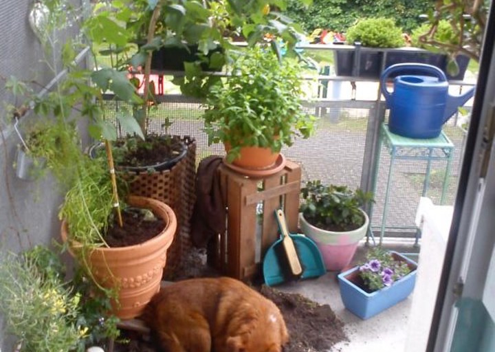 happy_1418146842K800_9 Ted hilft bei der Arbeit 1.JPG