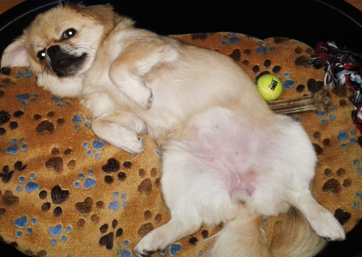 happy_1417549549Bine Korb.jpg