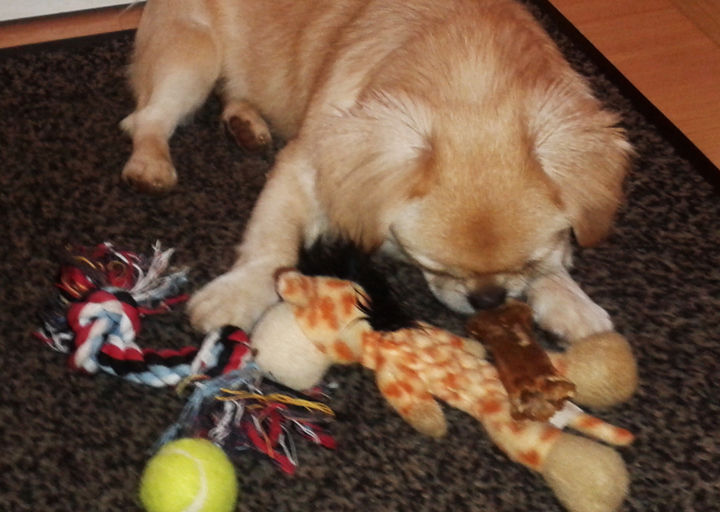 happy_1417549549Bine Spielzeug.jpg