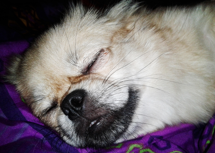 happy_1417549549Bine Schnarch.jpg