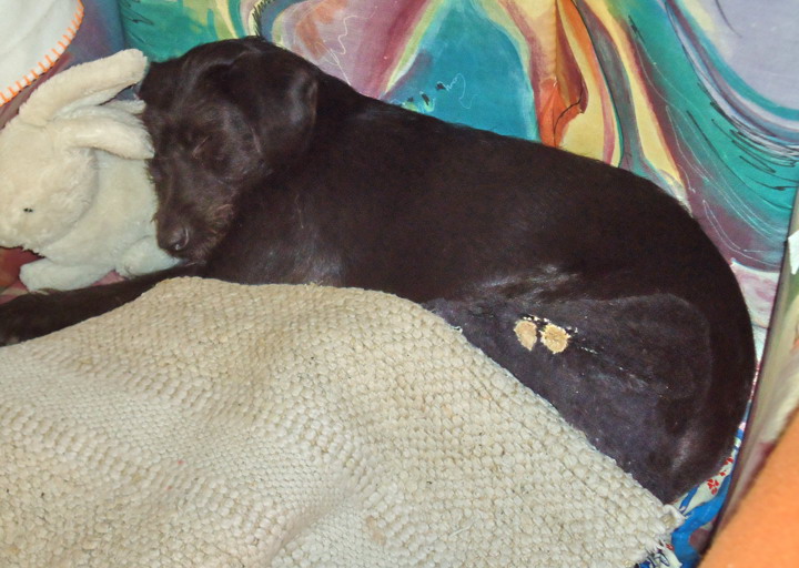 happy_1409761249Original Macy.jpg