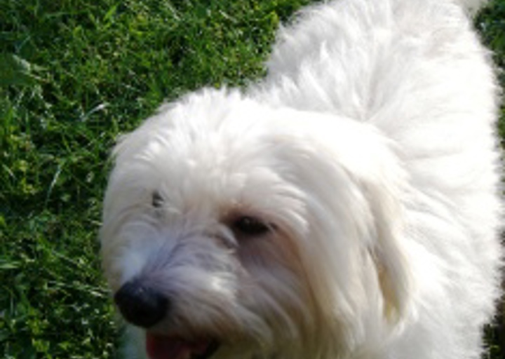 happy_1403290527LISA IM GARTEN 007.JPG