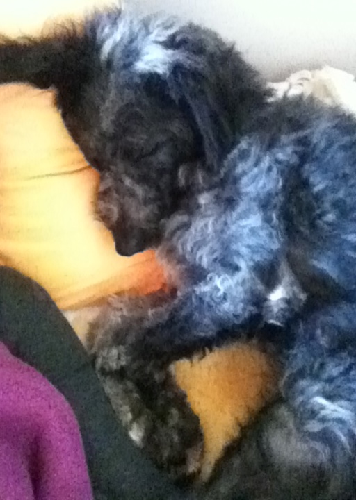 happy_1402688641Walli 3.JPG